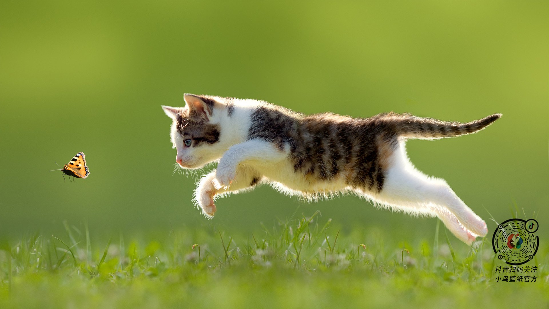 悬于一线的皎月，迪马利亚爆发的夜晚与一个时代的优雅残响