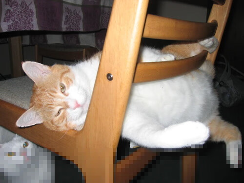 骑士铁蹄踏破群狼，塔图姆谱写节奏美学，两种统治，一种胜利法则