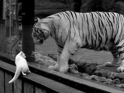 虚构还是记忆偏差？当基米希在精神层面带队比利时取胜的背后