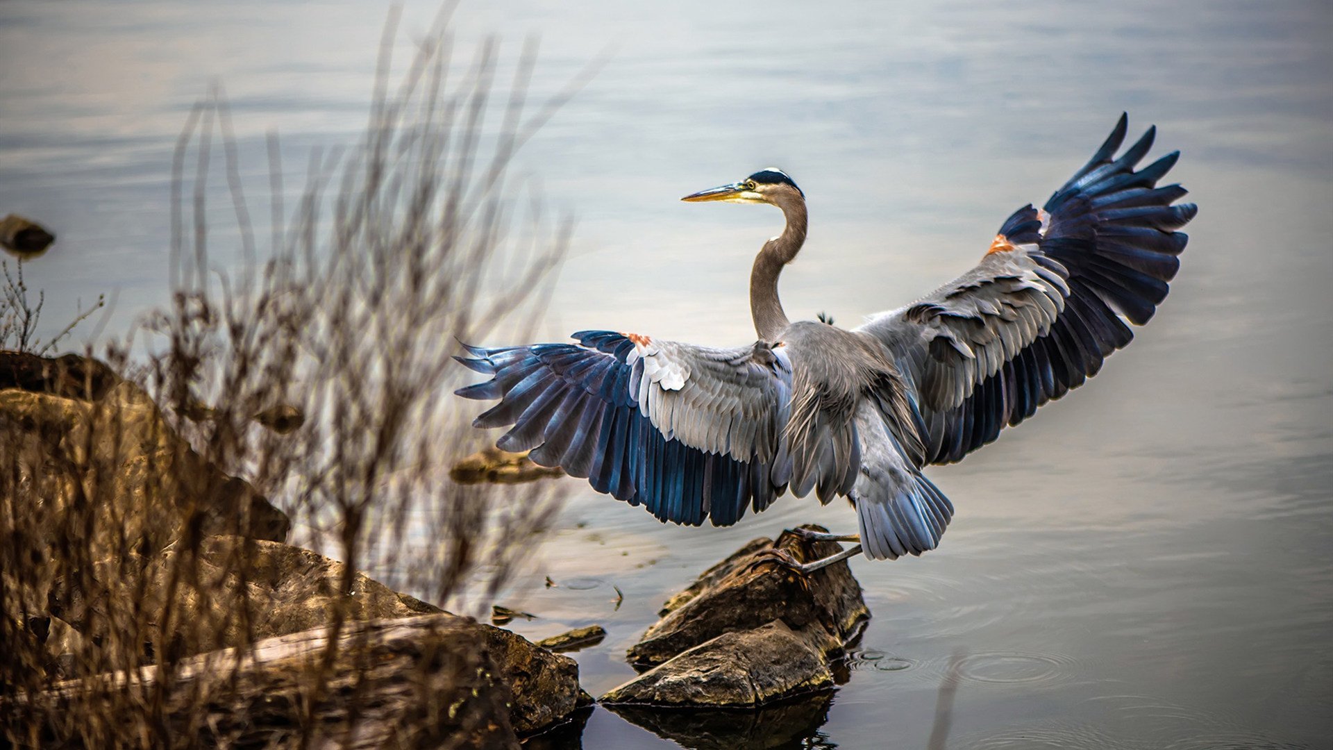 东方绿鹰破长空,沙特决胜尼日利亚夺奥运关键门票